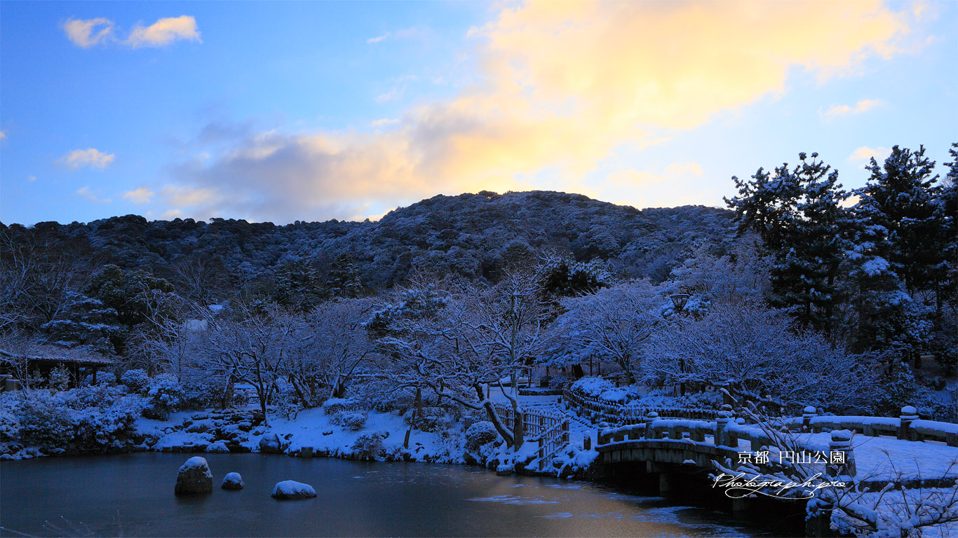 円山公園 雪化粧の瓢箪池と朝焼け の壁紙 1366x768