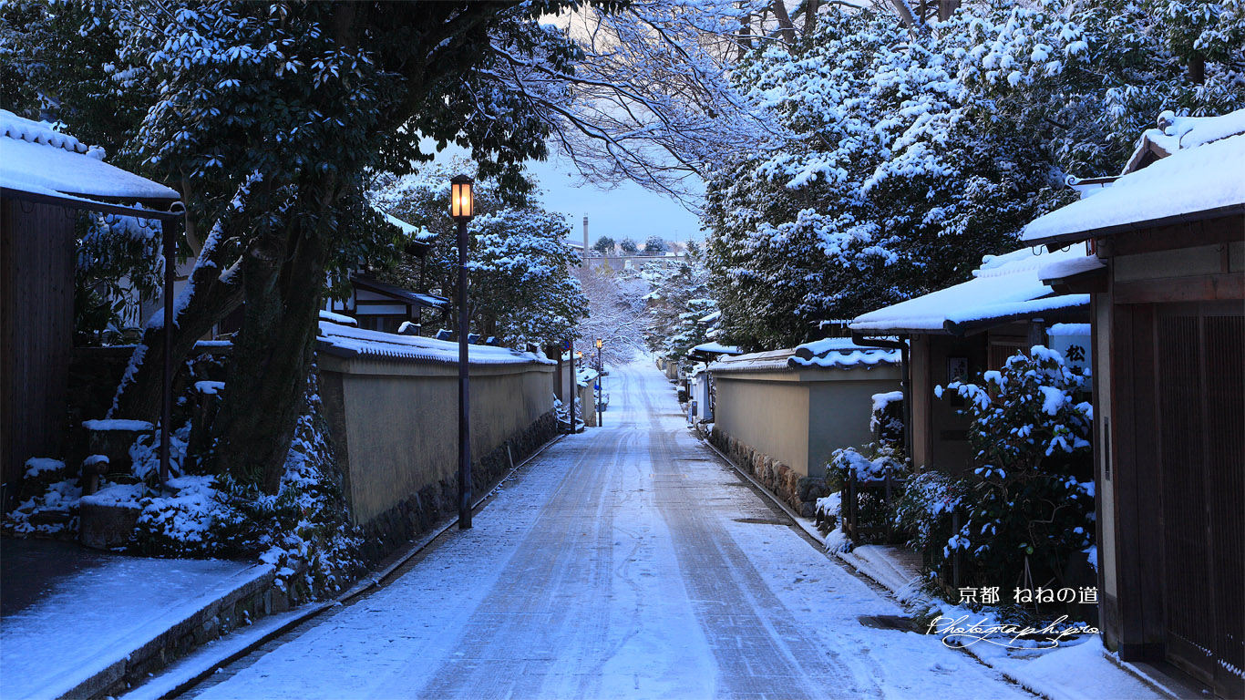 雪化粧したねねの道 壁紙