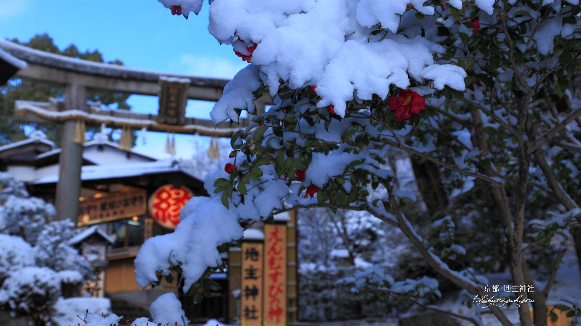 サザンカと地主神社