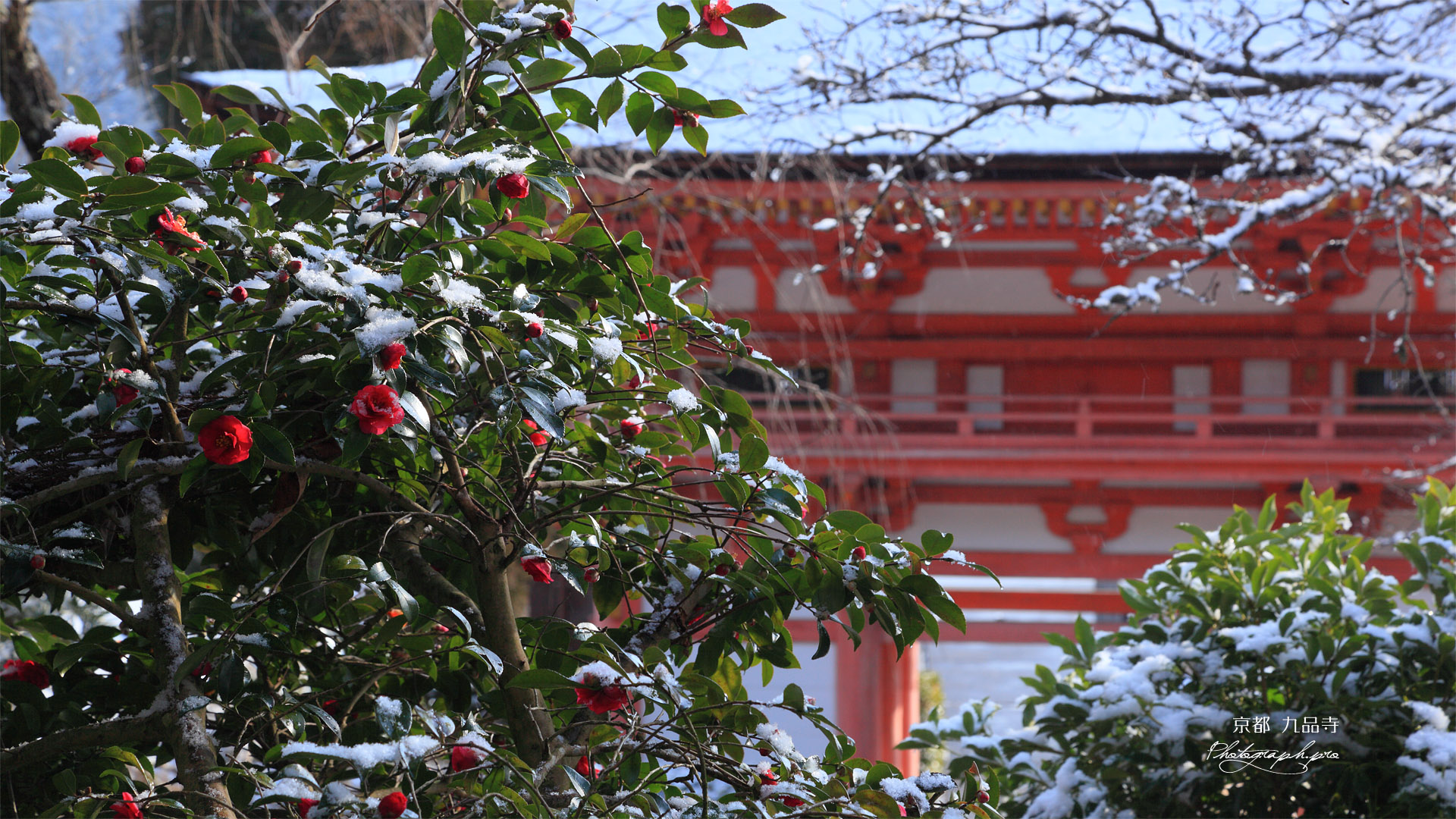 九品寺 ツバキと大門