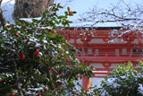 九品寺 ツバキと大門