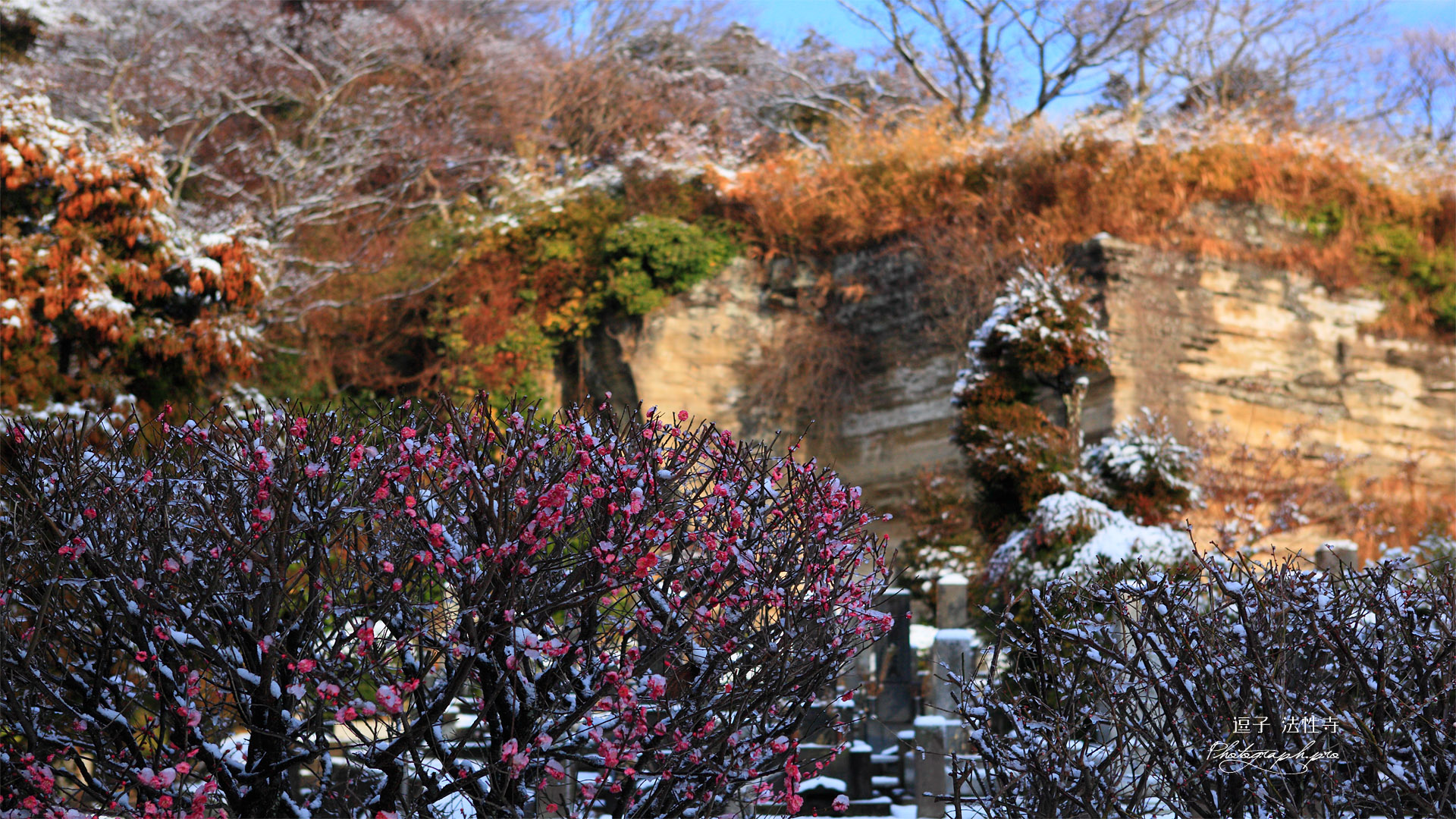 逗子法性寺 梅とお猿畠大切岸