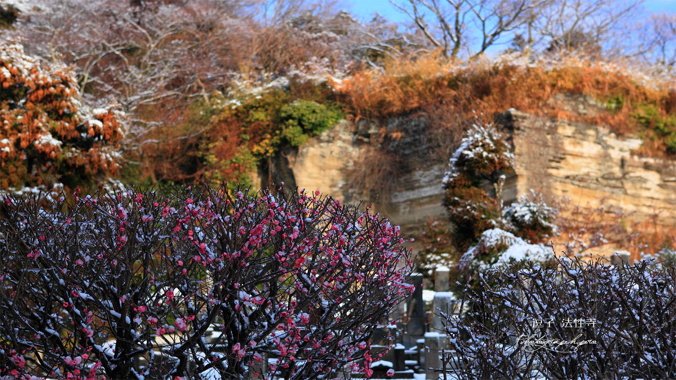 逗子法性寺 梅とお猿畠大切岸 壁紙