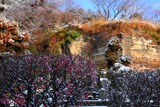 逗子法性寺 梅とお猿畠大切岸