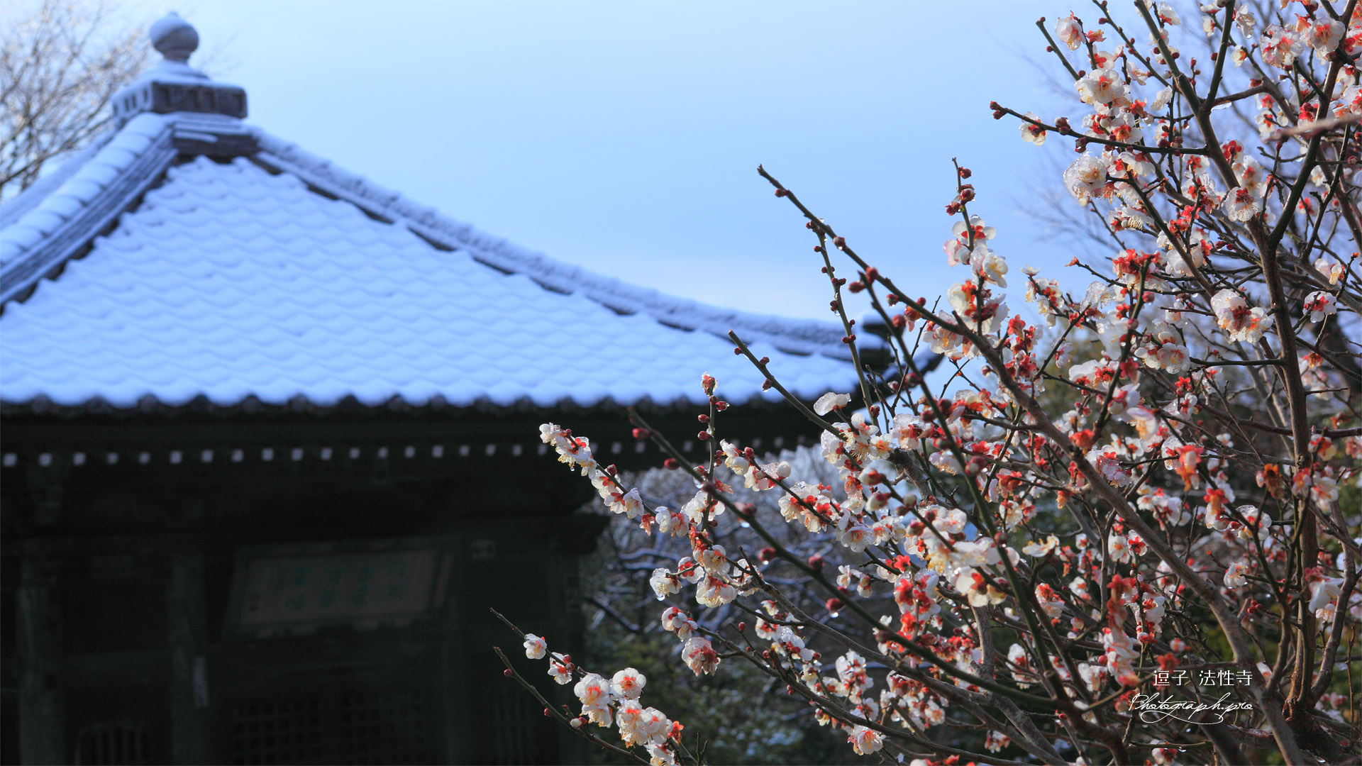 逗子法性寺 ウメ咲く祖師堂