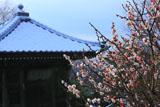 逗子法性寺 ウメ咲く祖師堂