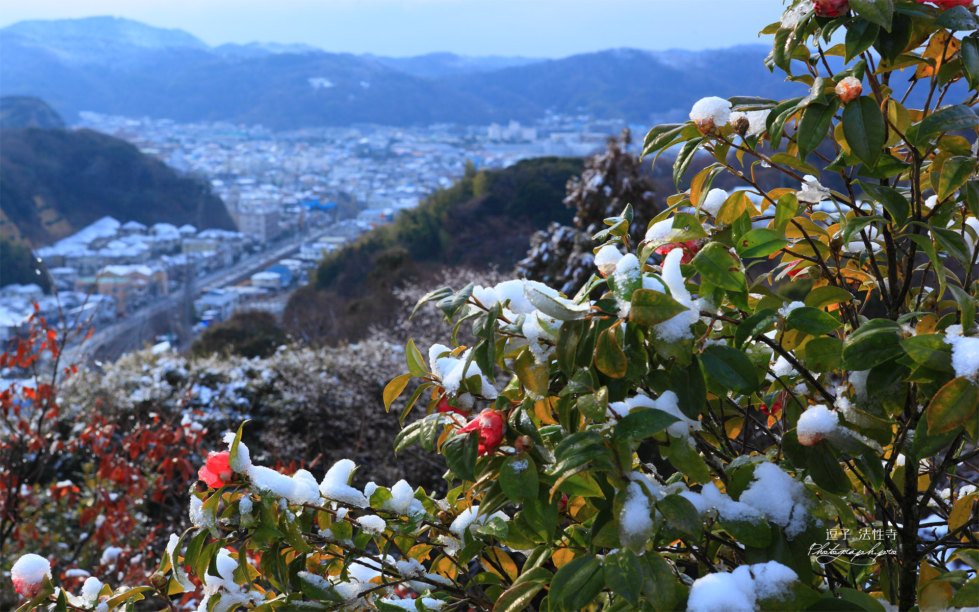 逗子法性寺 山王大権現社の冬椿