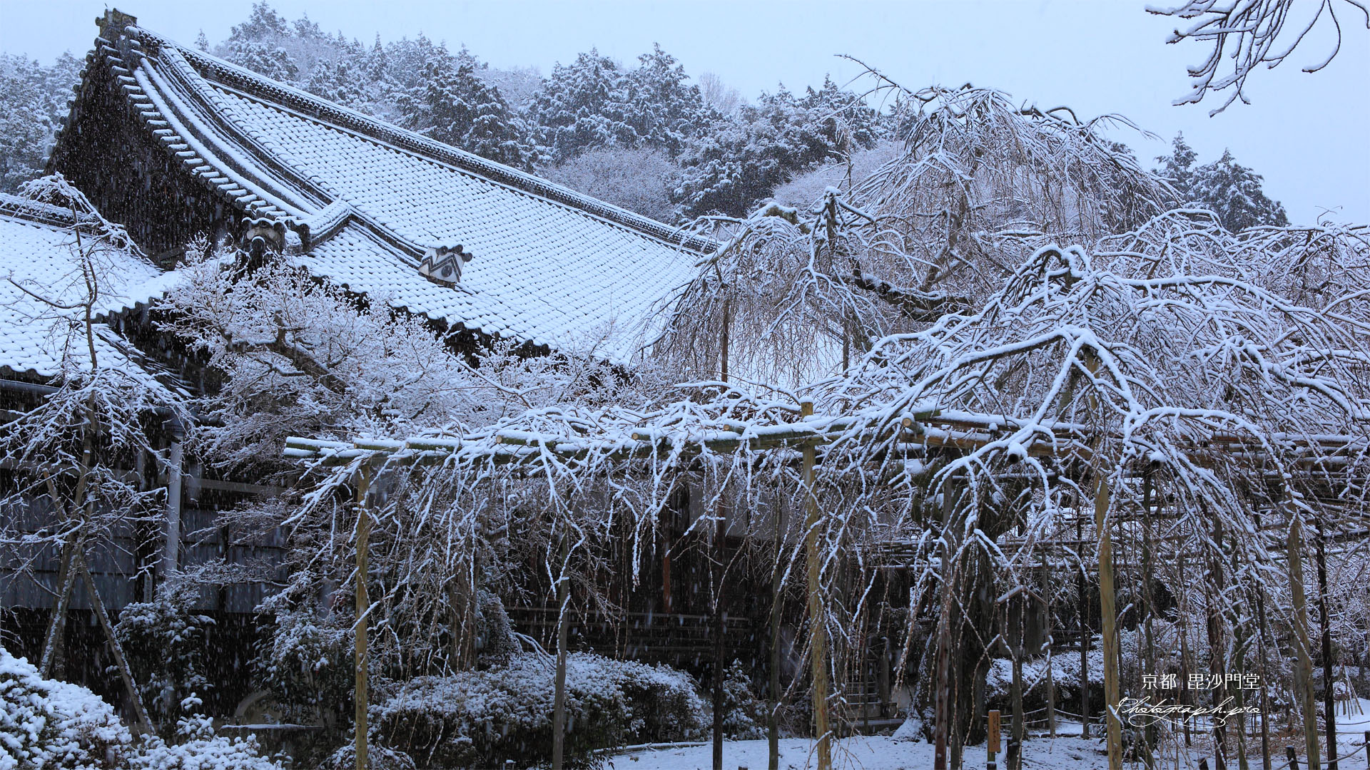 雪化粧の毘沙門枝垂桜
