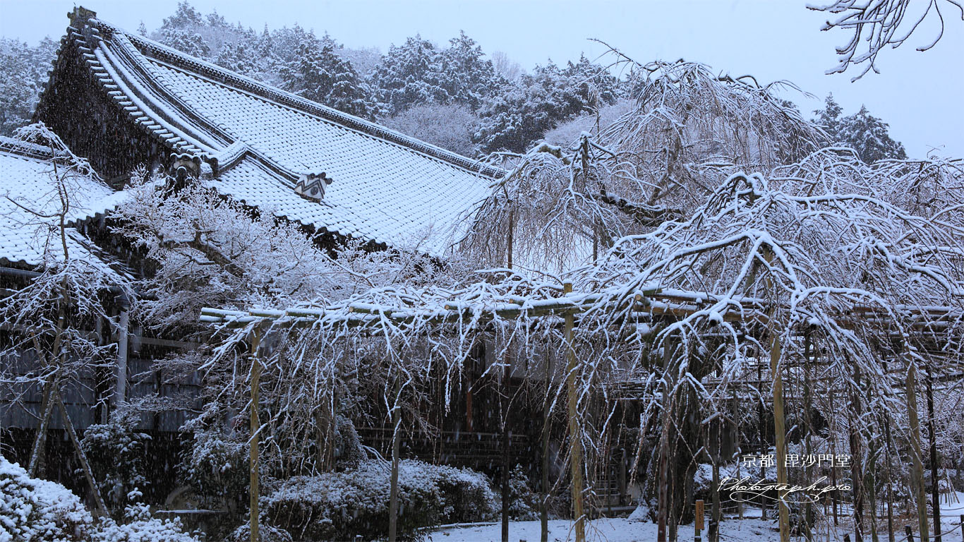 雪化粧の毘沙門枝垂桜 壁紙