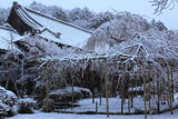 雪化粧の毘沙門枝垂桜
