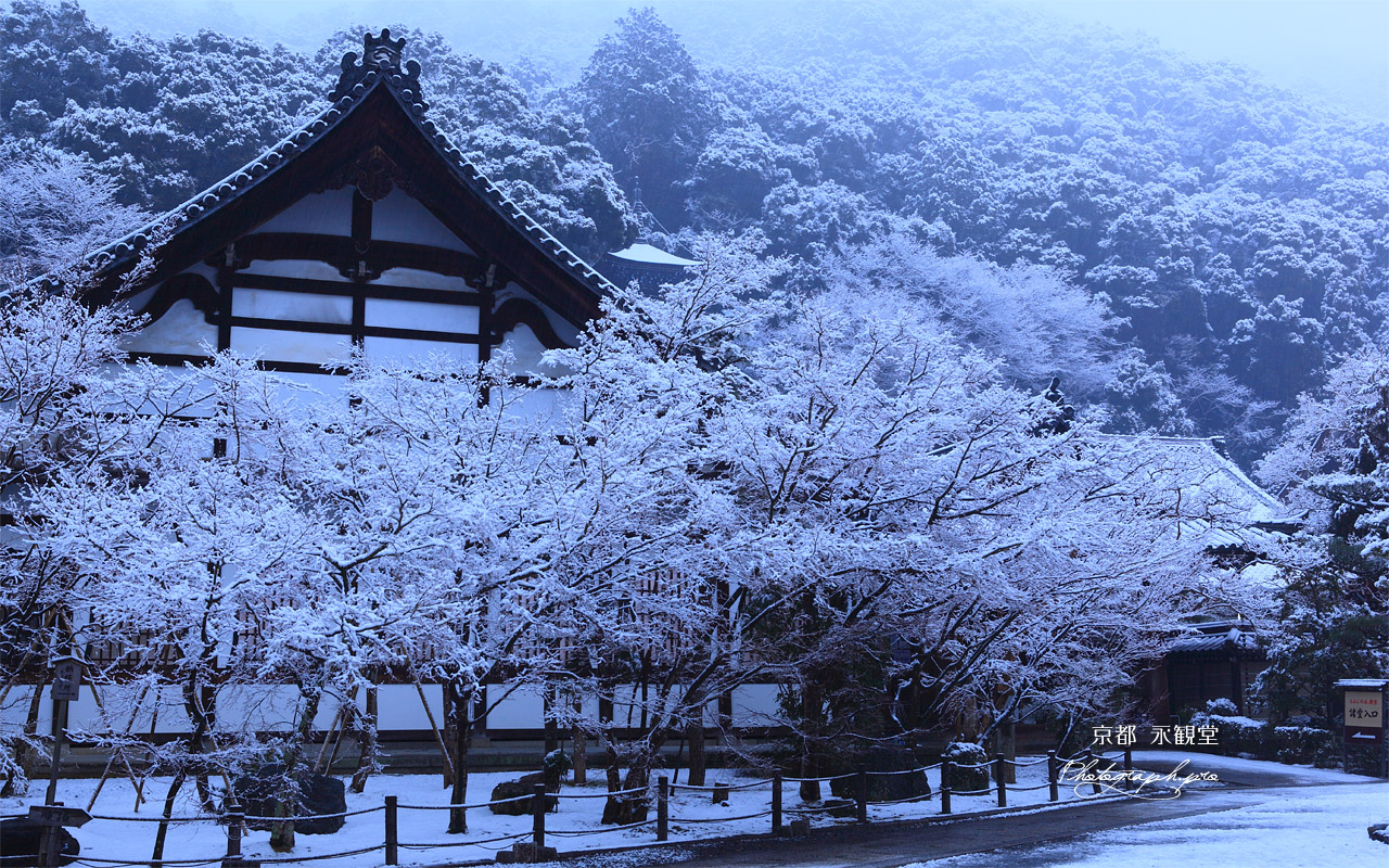 雪化粧した永観堂 壁紙