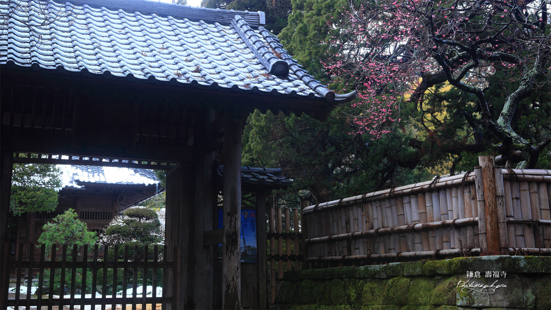寿福寺 斑雪の境内と紅梅
