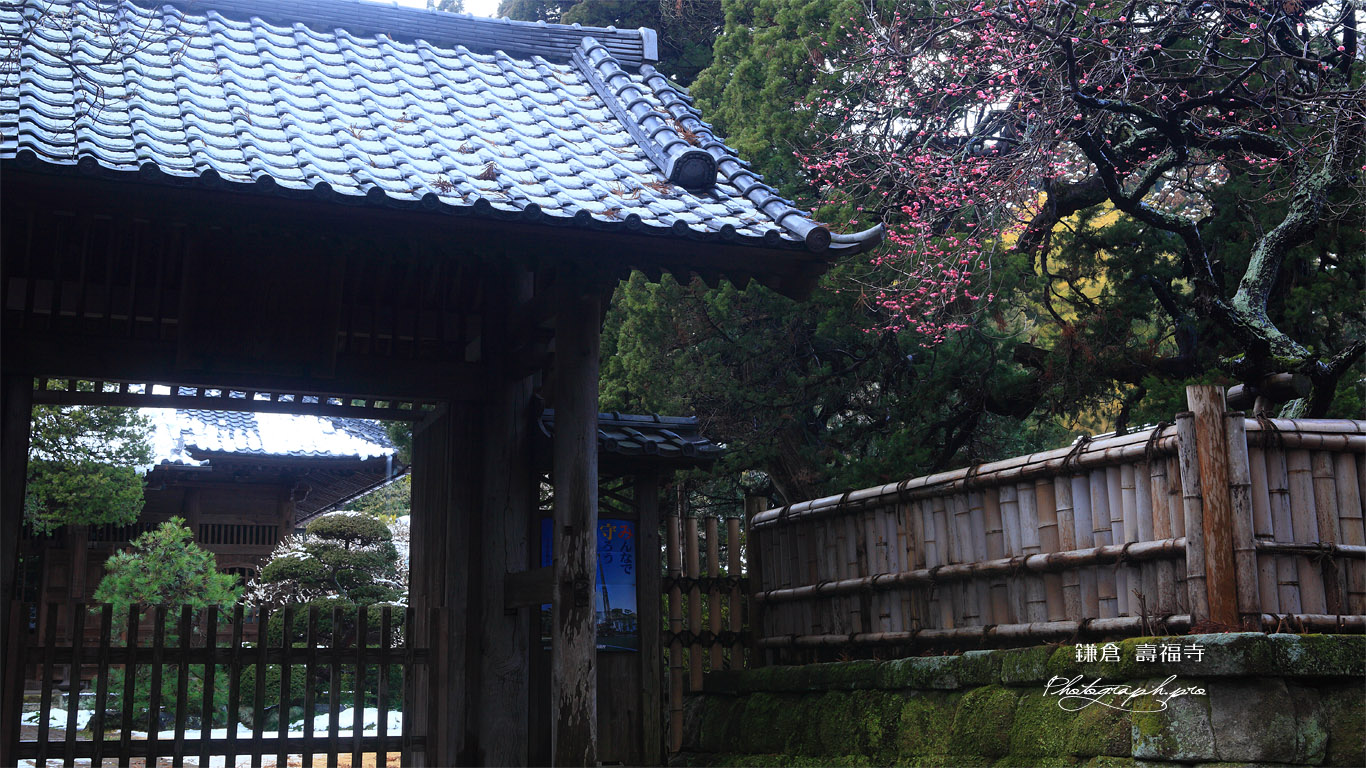 寿福寺 斑雪の境内と紅梅 壁紙