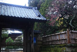 寿福寺 斑雪の境内と紅梅