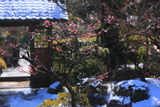 海蔵寺 梅と残雪