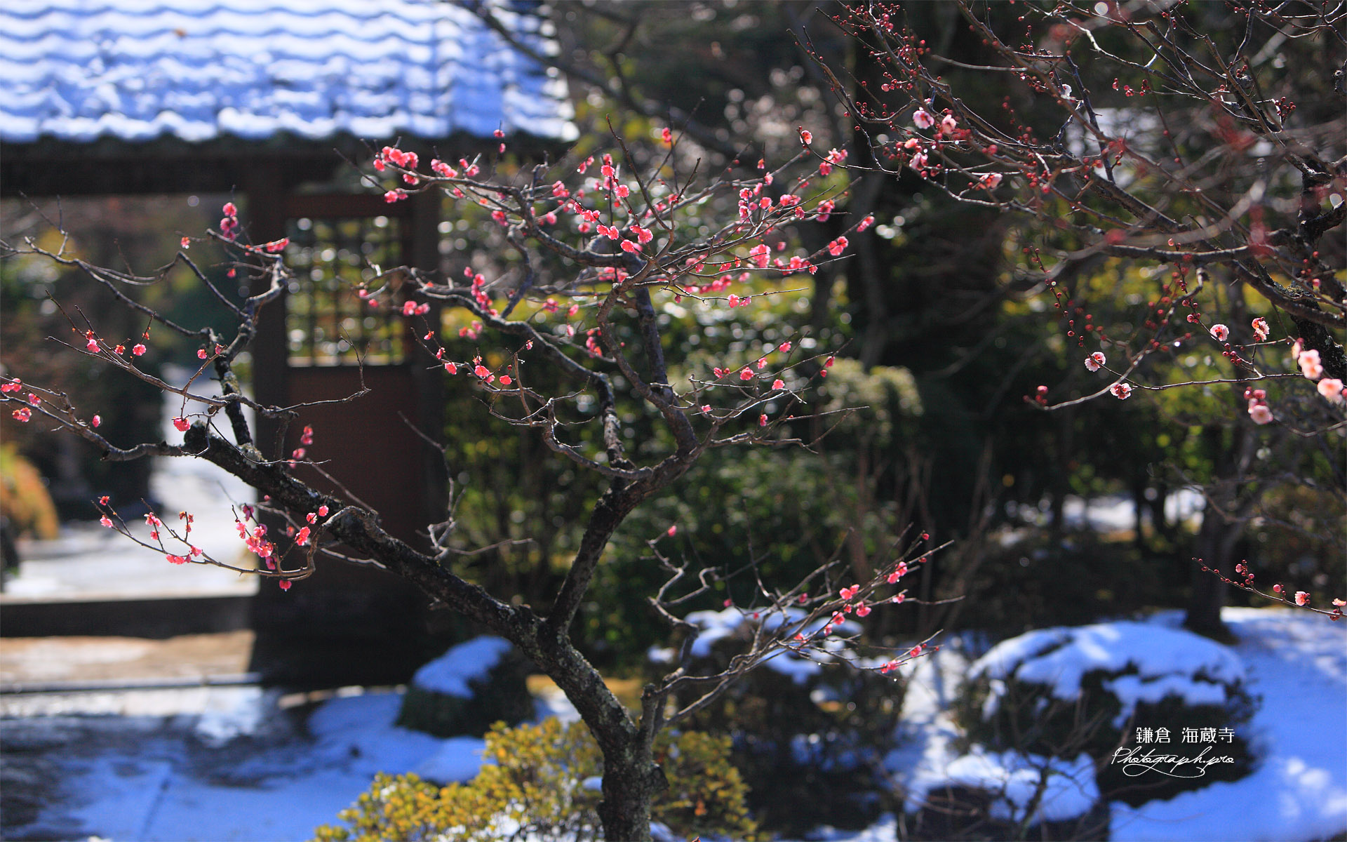 海蔵寺 梅と残雪