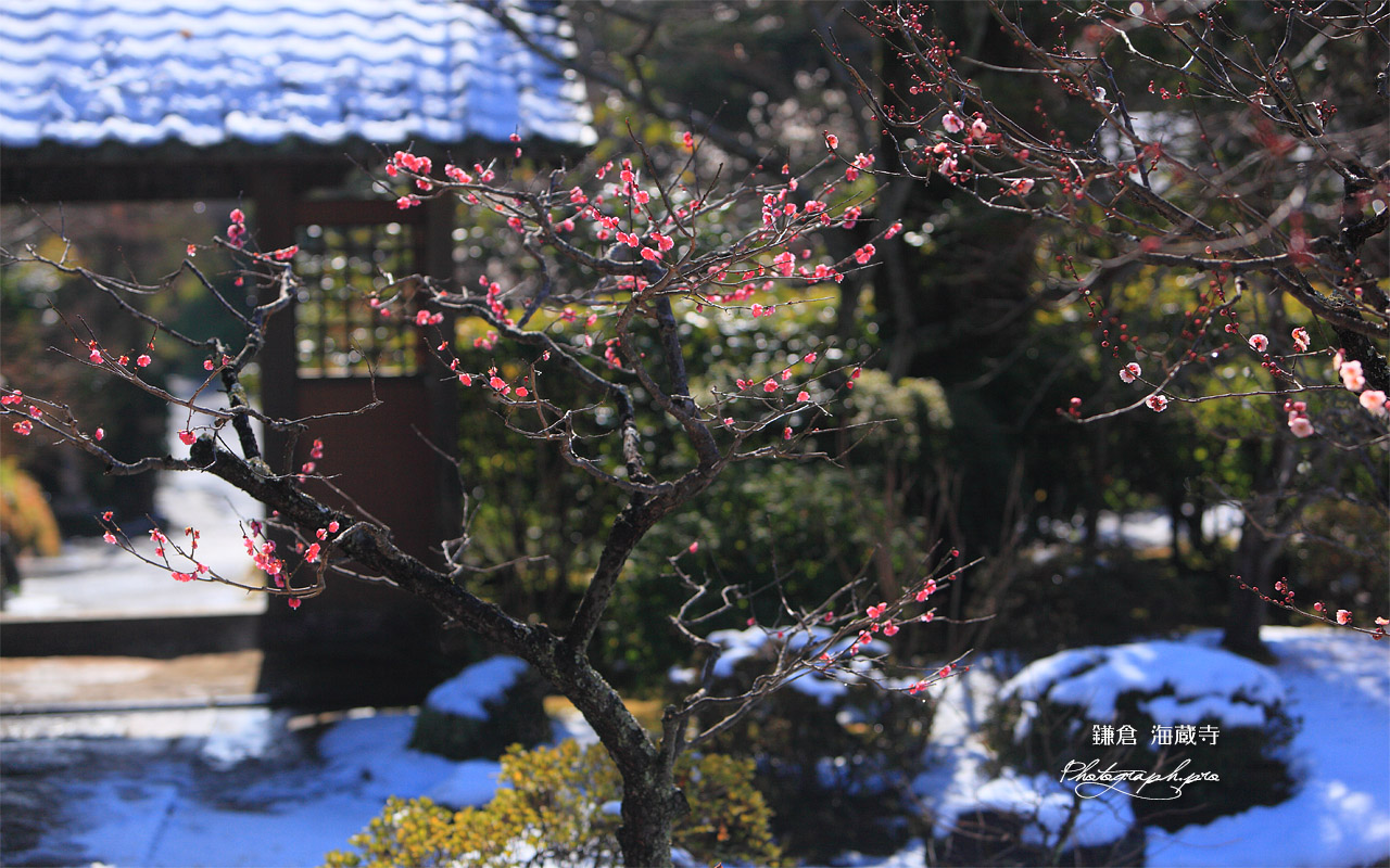 海蔵寺 梅と残雪 壁紙