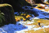 海蔵寺 斑雪とフクジュソウ
