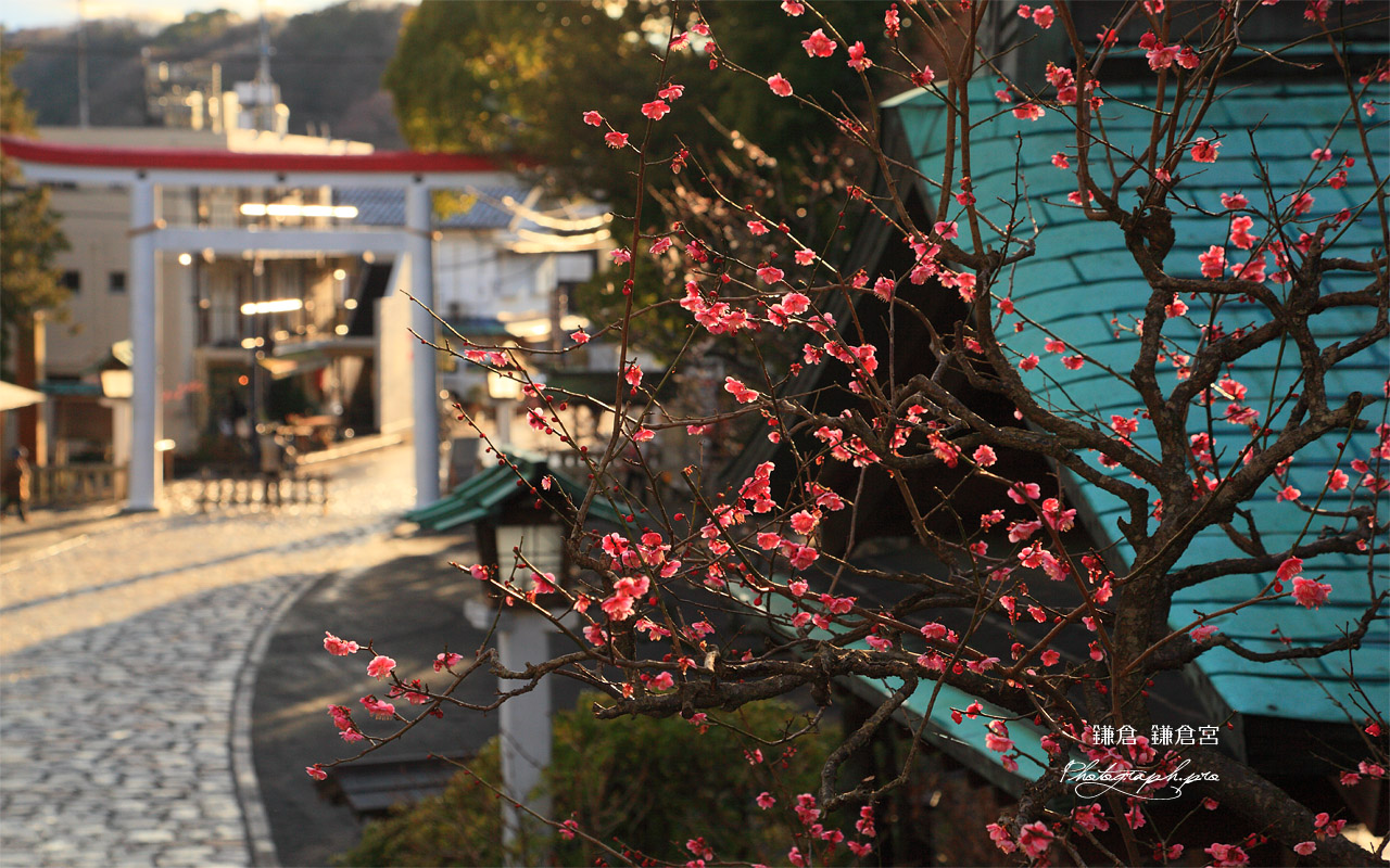 鎌倉宮 紅梅と一の鳥居 壁紙