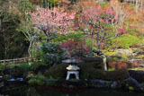 長谷寺妙智池のウメ