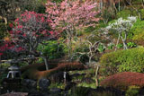 長谷寺の梅と河津桜