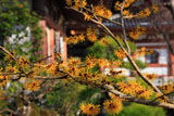 長谷寺のマンサク