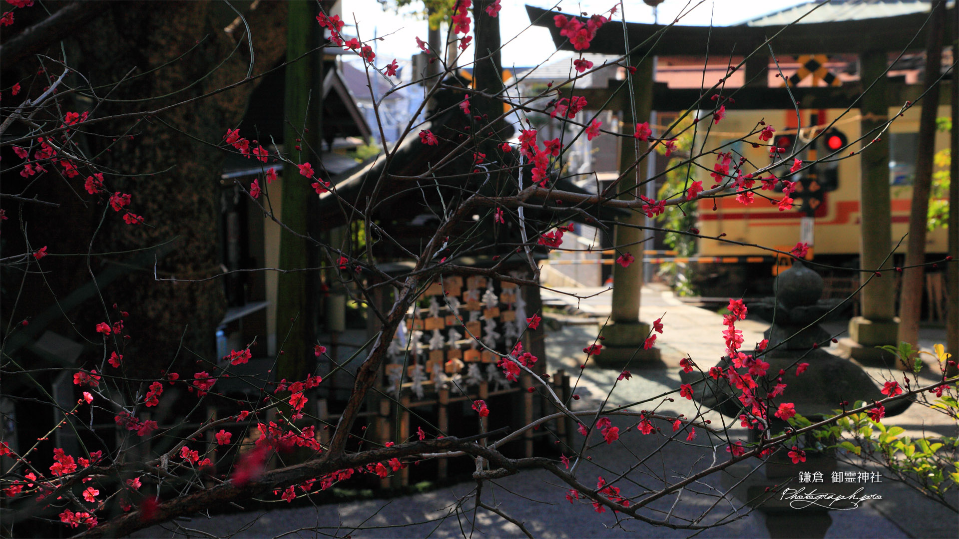 鎌倉御霊神社 ウメ越しの江ノ電