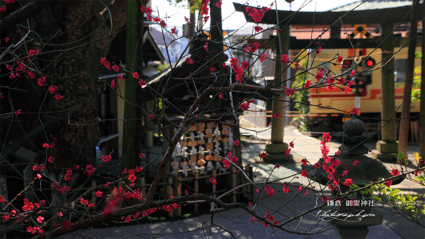鎌倉御霊神社 ウメ越しの江ノ電 壁紙