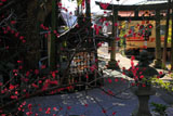 鎌倉御霊神社 紅梅越しの江ノ電