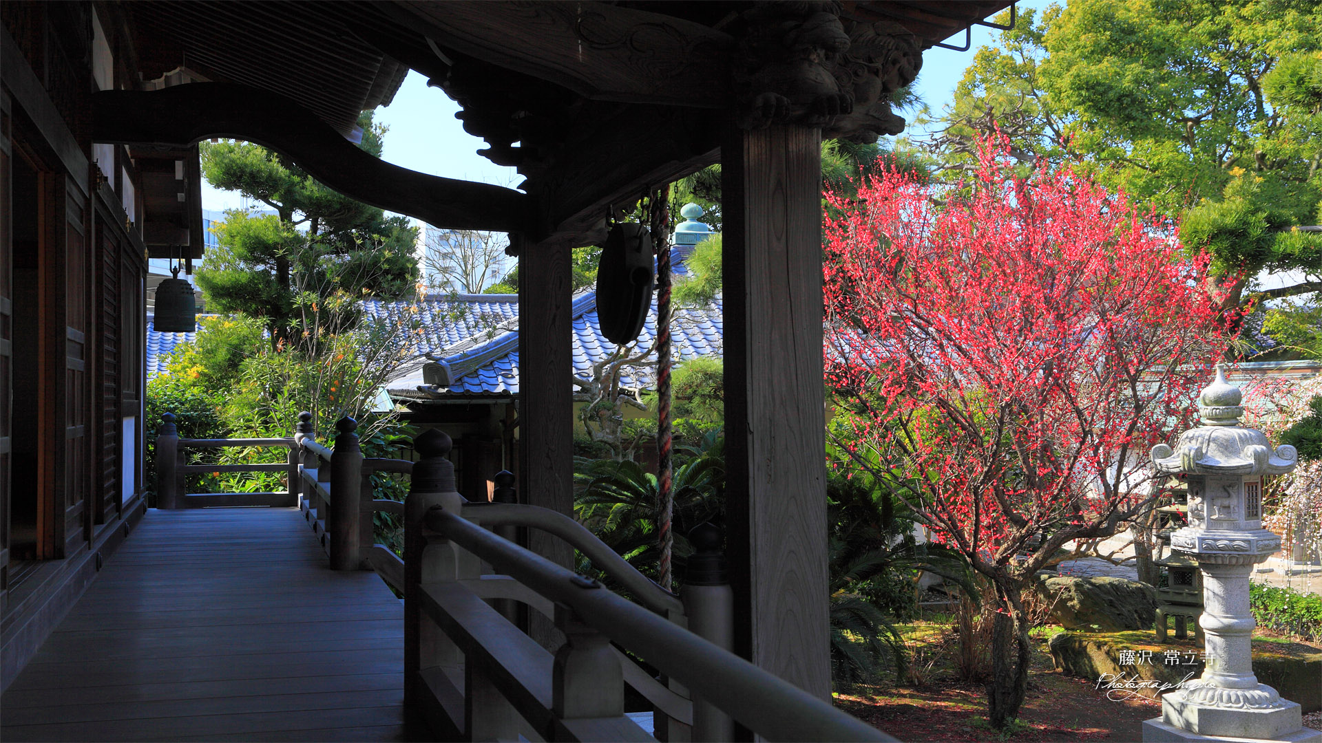 藤沢常立寺 本堂越しの紅梅