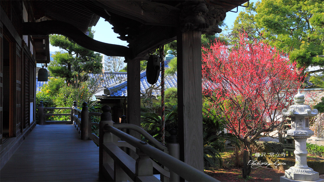 藤沢常立寺 本堂越しの紅梅 壁紙