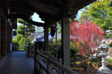 藤沢常立寺 本堂越しの紅梅
