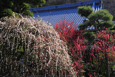 常立寺