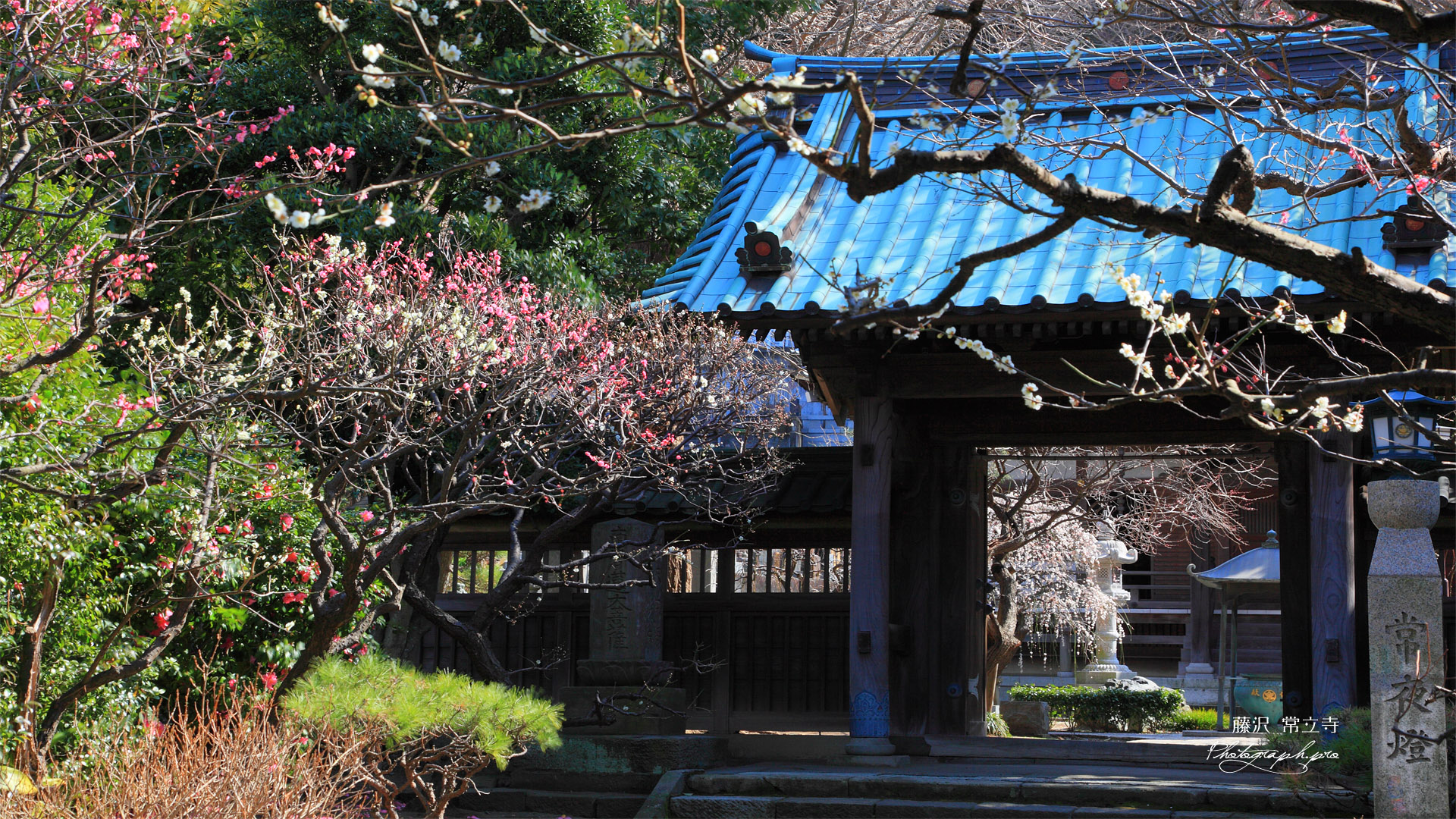 藤沢常立寺 梅ほころぶ山門