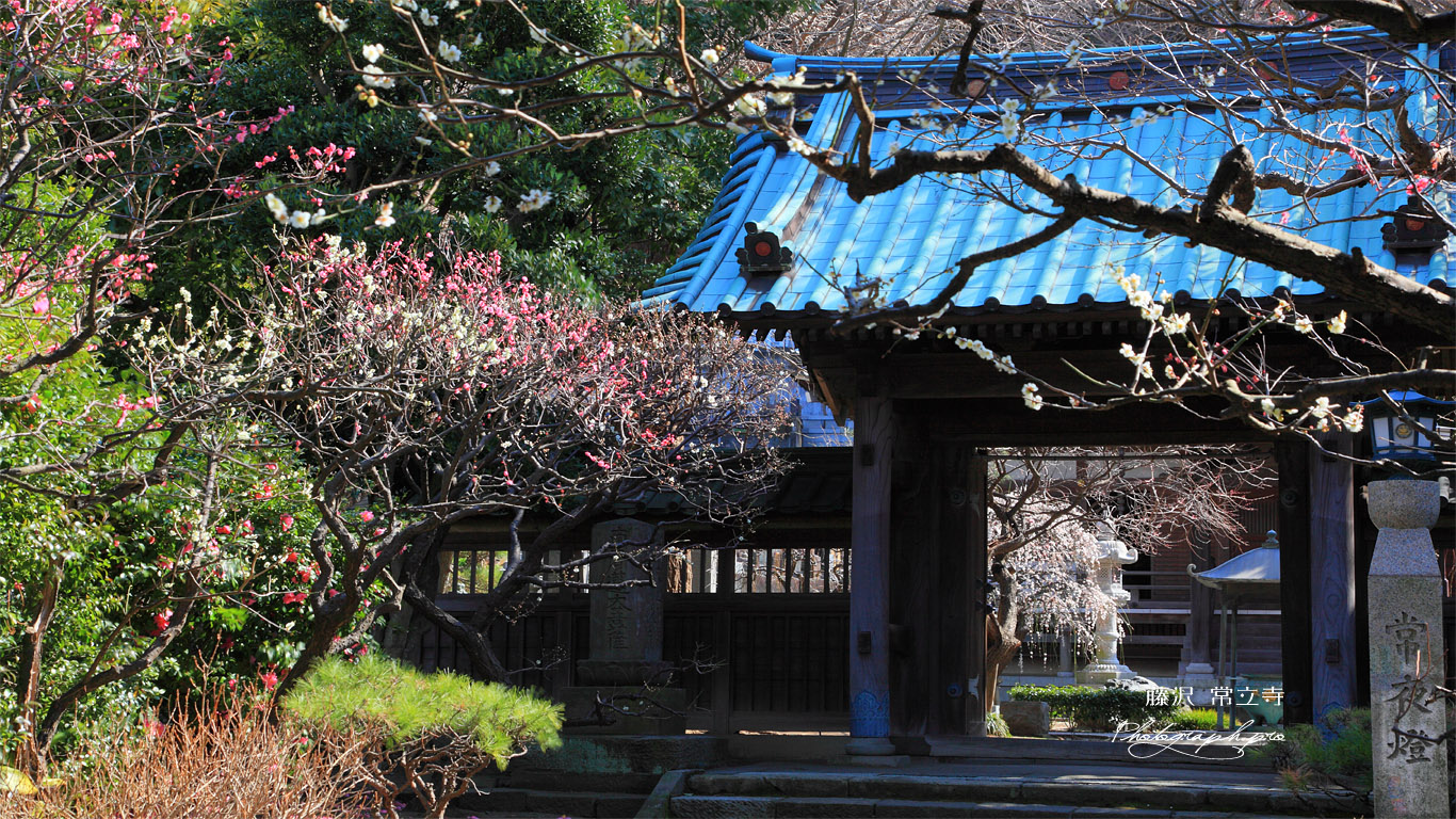 藤沢常立寺 梅ほころぶ山門 壁紙