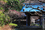 藤沢常立寺 梅ほころぶ山門
