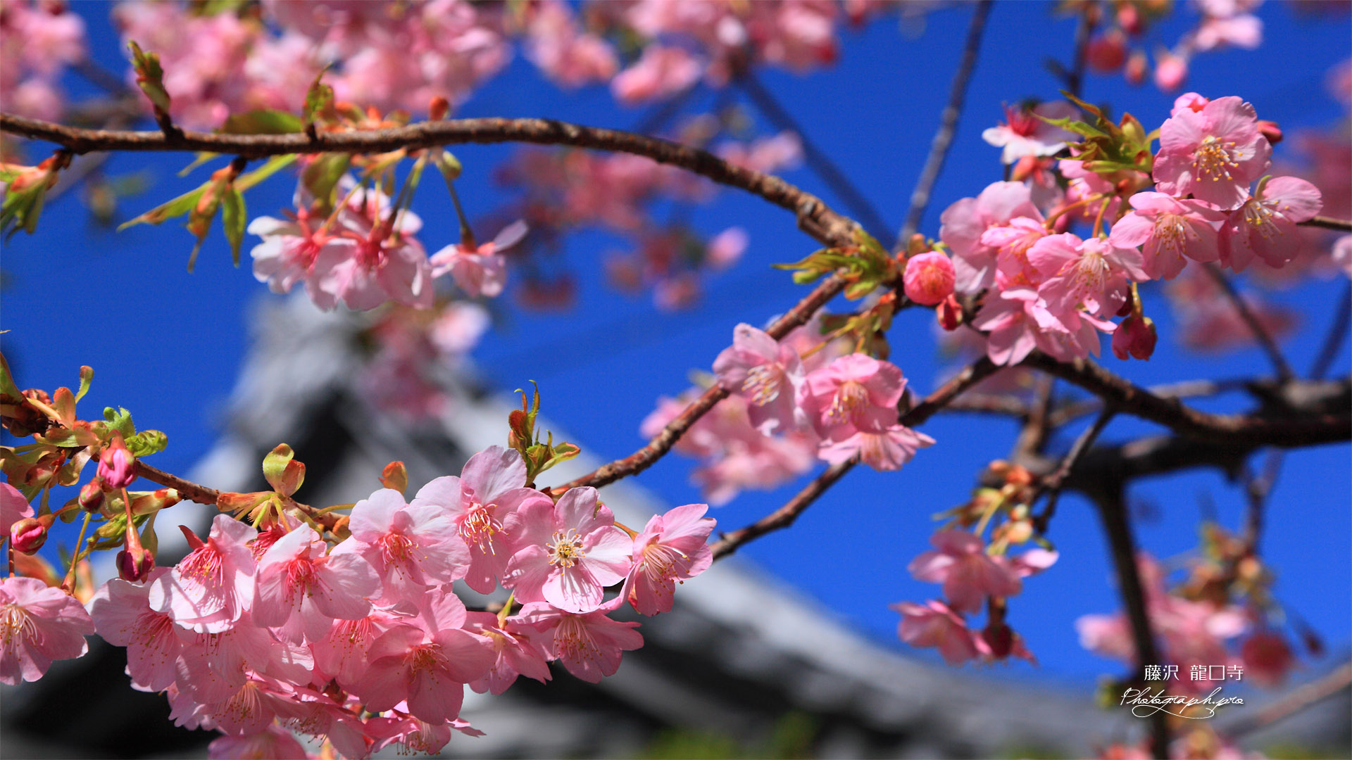 龍口寺 カワヅザクラと鐘楼