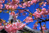 龍口寺 カワヅザクラと鐘楼