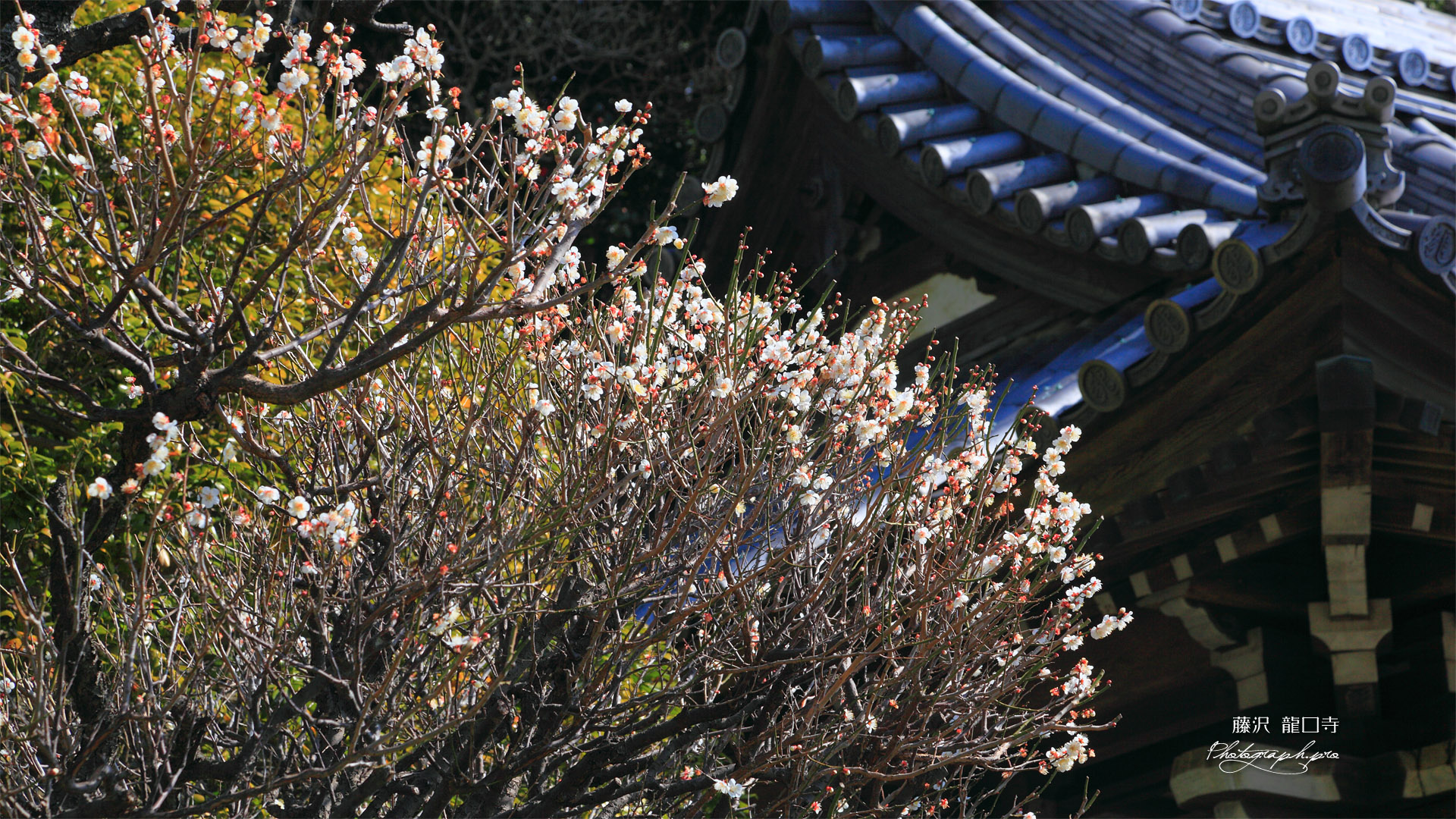 龍口寺 白梅と鐘楼