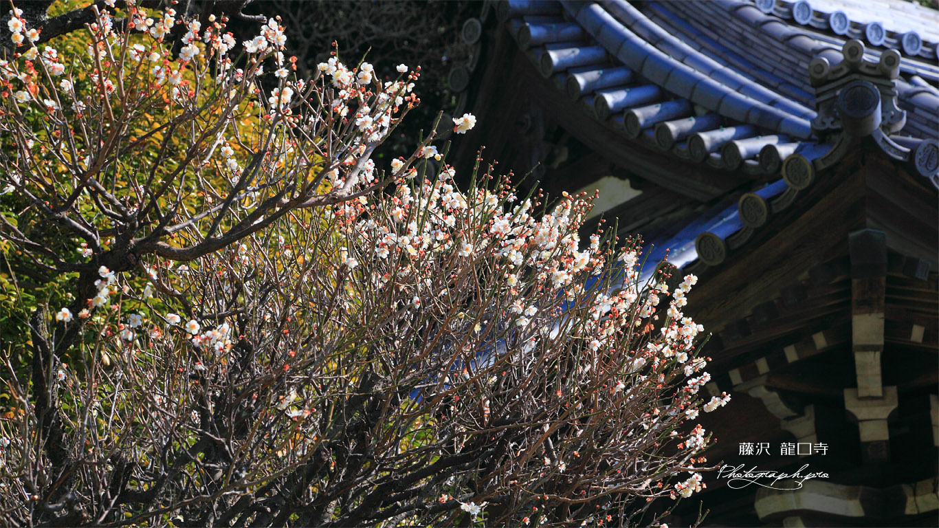 龍口寺 白梅と鐘楼 壁紙