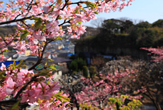 宝善院