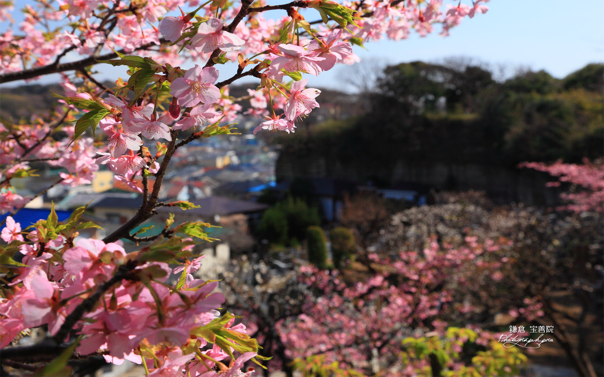 鎌倉 宝善院の河津桜