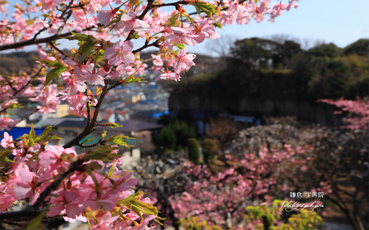 鎌倉 宝善院の河津桜 壁紙