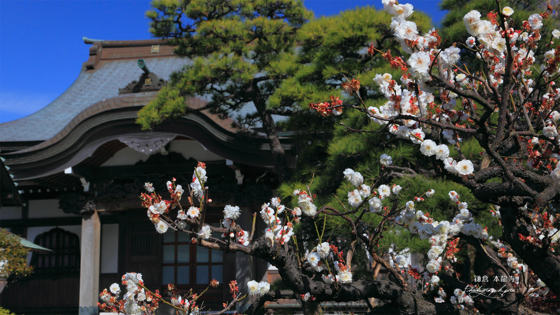 鎌倉本龍寺 白梅と本堂