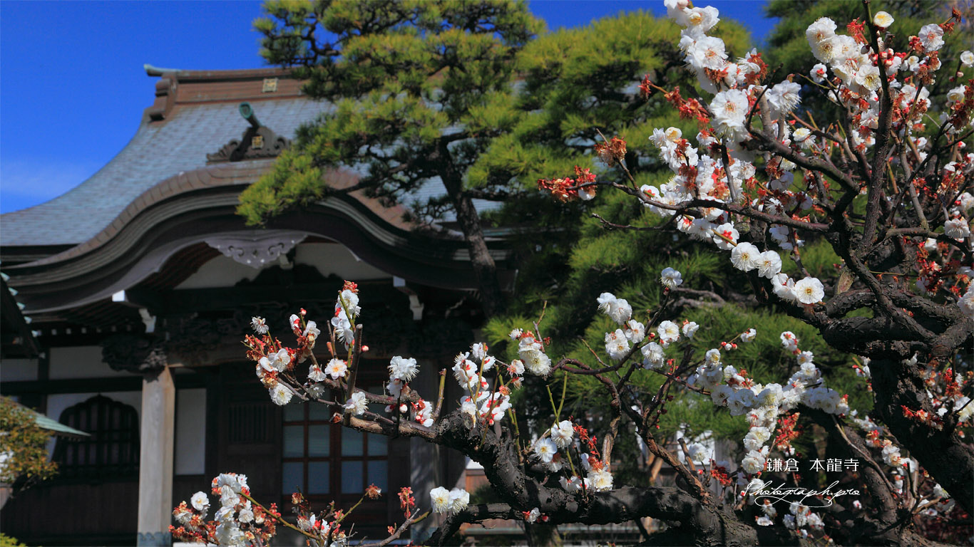 鎌倉本龍寺 白梅と本堂 壁紙