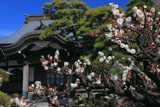 鎌倉本龍寺 白梅と本堂