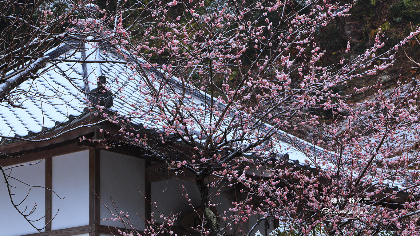 鎌倉称名寺 雪中梅 壁紙