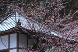 鎌倉称名寺 雪中梅