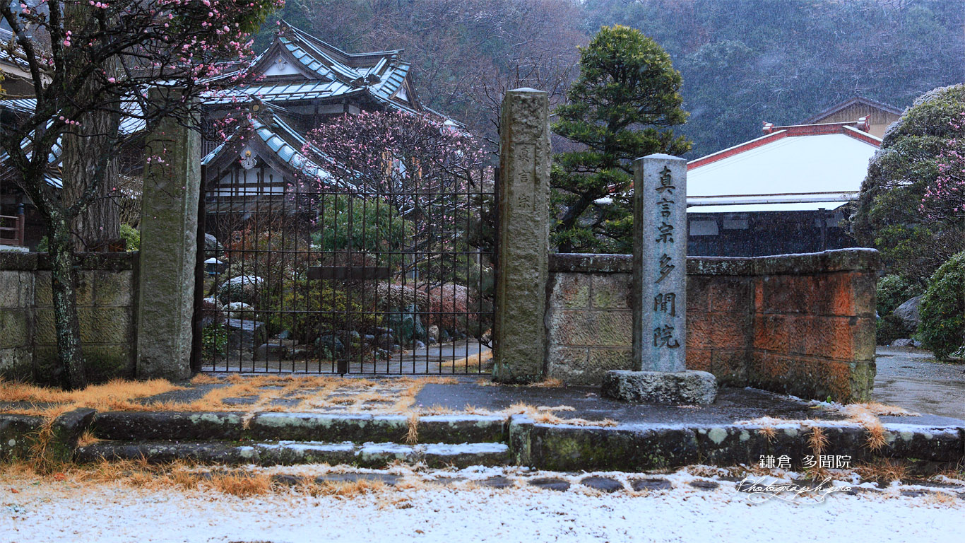 梅咲く鎌倉多聞院 壁紙
