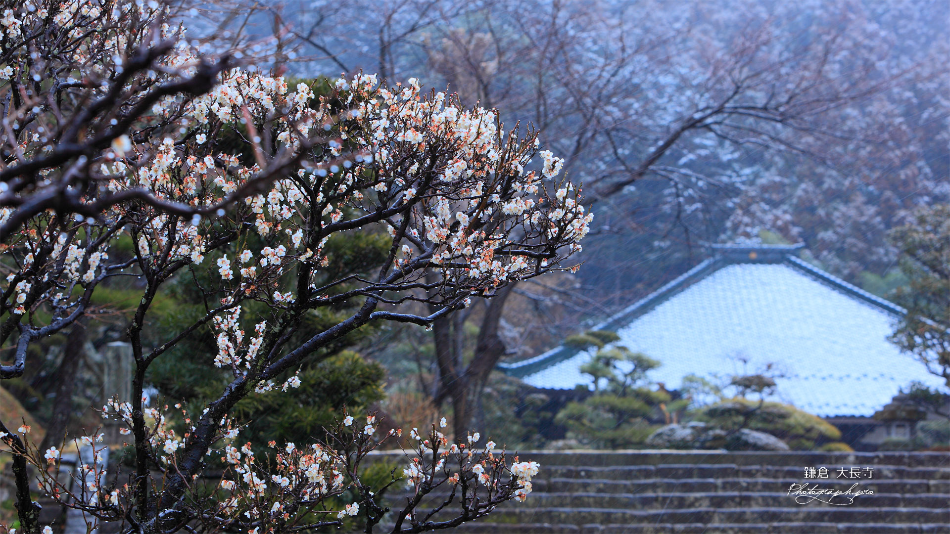 鎌倉大長寺 白梅と本堂